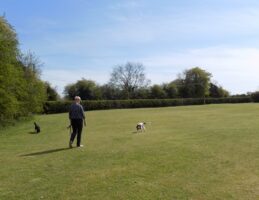 Dog Exercise Field